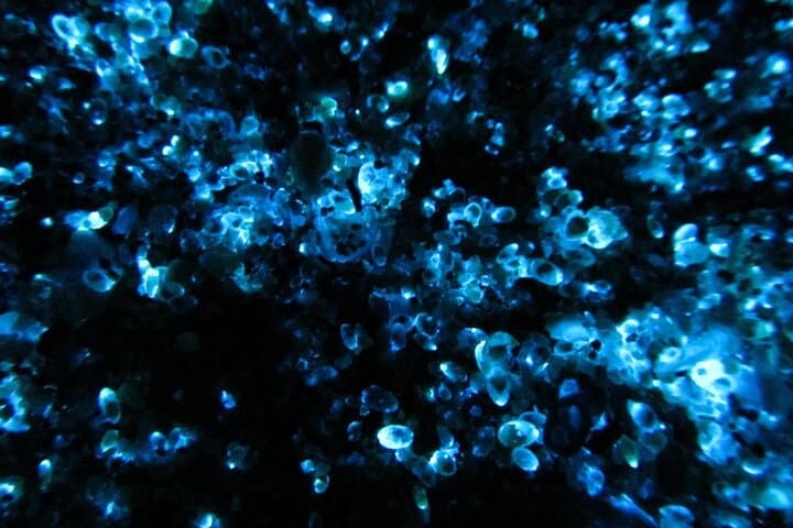 Night Kayak Tour Relax Under the Natural Glow of Sea Fireflies — photo 3