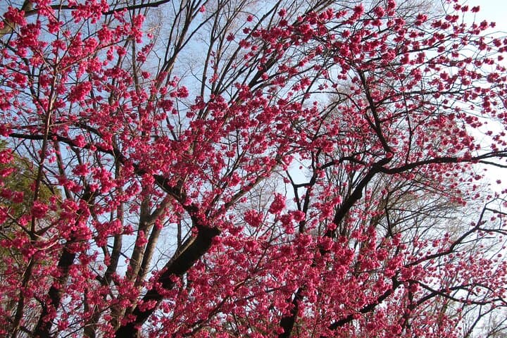 Tokyo highlights, Meiji shrine, Asakusa, Ueno & Tokyo National Museum — photo 12