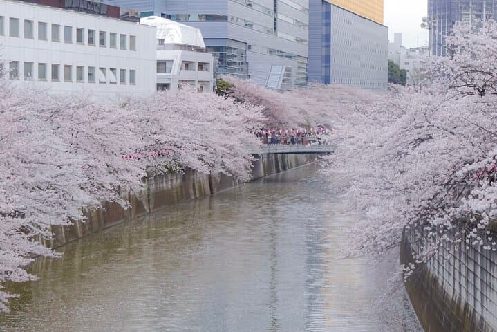 Best of Tokyo Private Custom Tour: Tsukiji, Asakusa & Meiji-jingu — photo 11