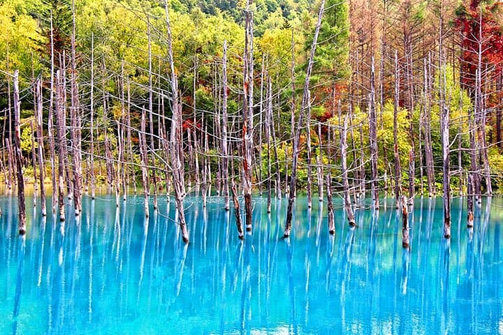 Hokkaido Highlights of Flower Blossom, Asahiyama Zoo& Blue pond「Aoi-ike」! — photo 11