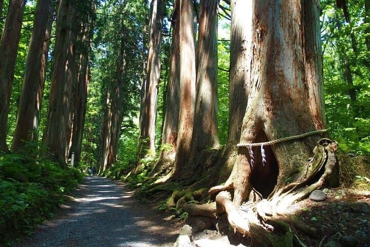 1-Day Togakushi Tour: Soba making, Ninja Town, and Hidden Shrines — photo 13