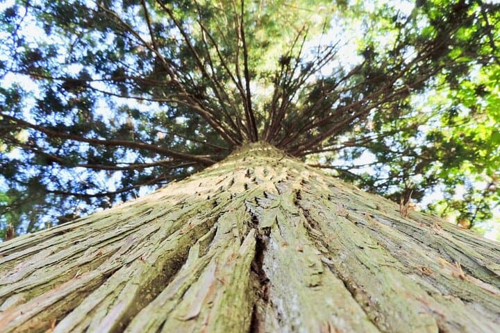 1-Day Togakushi Tour: Soba making, Ninja Town, and Hidden Shrines — photo 7