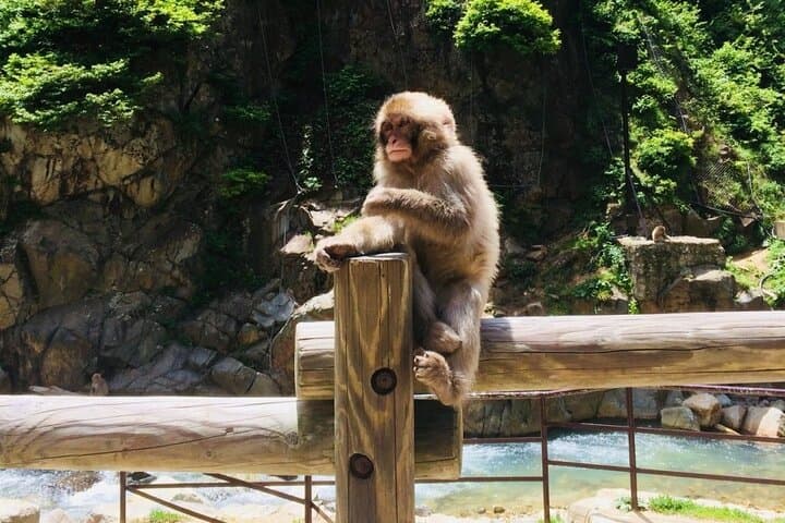 Nagano Spring: 1-Day Cherry Blossoms & Snow Monkeys Guided Tour — photo 9