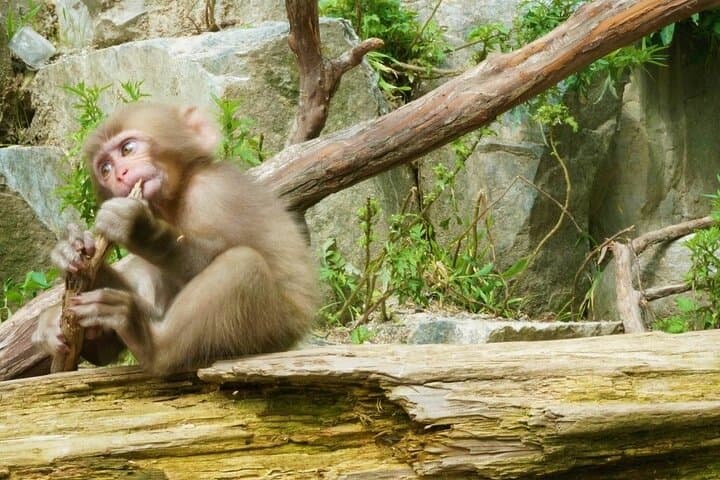 Nagano Spring: 1-Day Cherry Blossoms & Snow Monkeys Guided Tour — photo 10