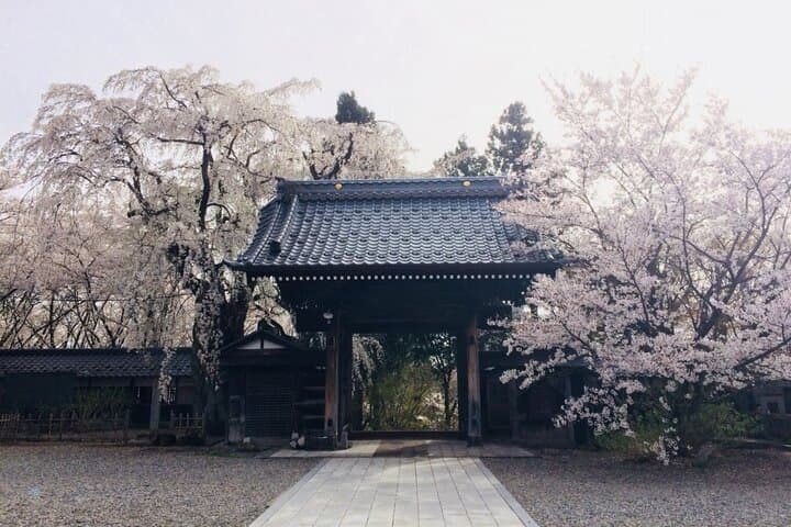 Nagano Spring: 1-Day Cherry Blossoms & Snow Monkeys Guided Tour — photo 8