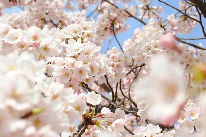 Nagano Spring: 1-Day Cherry Blossoms & Snow Monkeys Guided Tour — photo 5