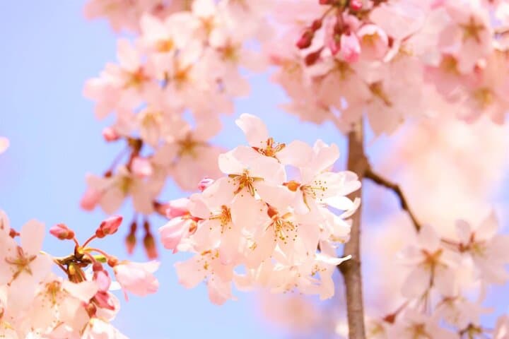 Nagano Spring: 1-Day Cherry Blossoms & Snow Monkeys Guided Tour — photo 13