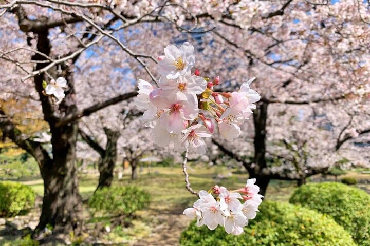 Nagano Spring: 1-Day Cherry Blossoms & Snow Monkeys Guided Tour — photo 11