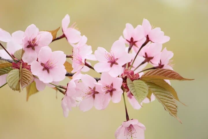 Nagano Spring: 1-Day Cherry Blossoms & Snow Monkeys Guided Tour — photo 2