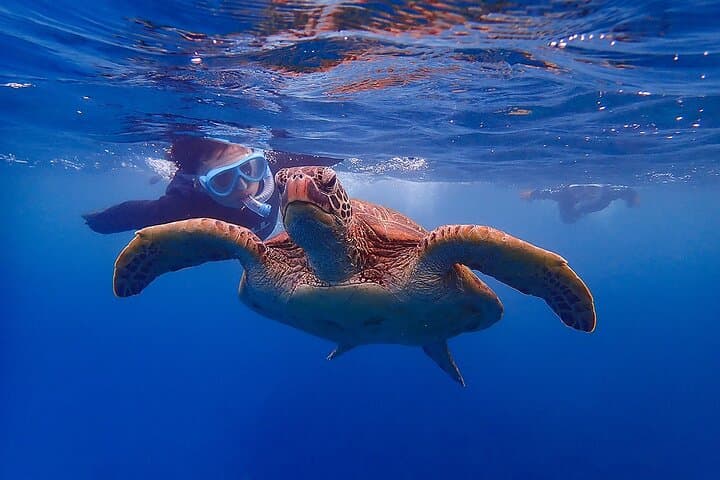 Snorkeling Tour to Swim with Sea Turtles at Yakushima Island — photo 3