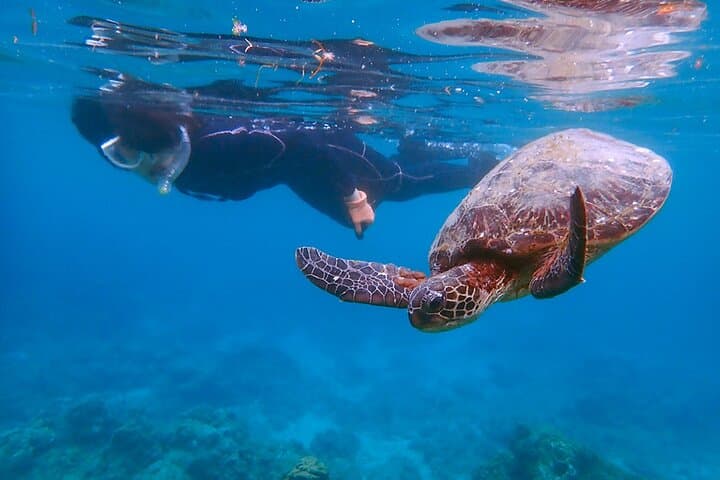 Snorkeling Tour to Swim with Sea Turtles at Yakushima Island — photo 6