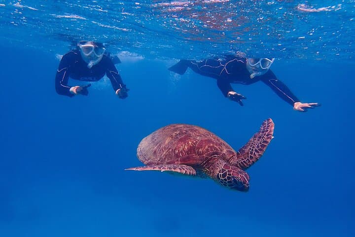 Snorkeling Tour to Swim with Sea Turtles at Yakushima Island — photo 7