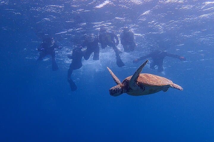 Snorkeling Tour to Swim with Sea Turtles at Yakushima Island — photo 8