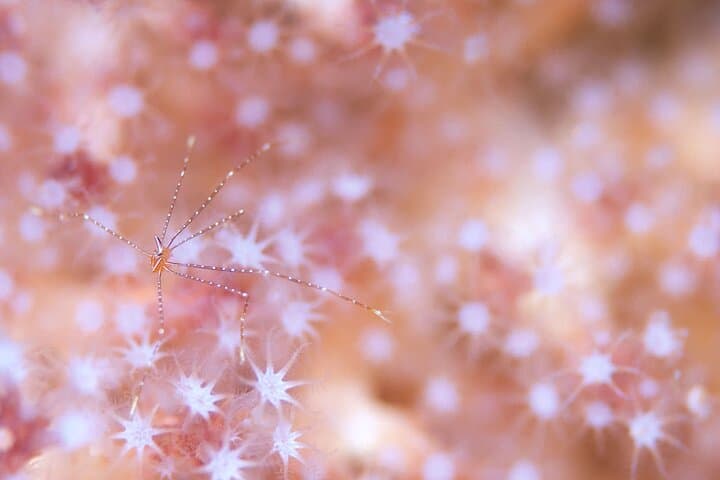 Scuba diving in Yakushima! (Guided Fun Diving for Licensed Guests) — photo 4