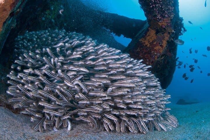 Scuba diving in Yakushima! (Guided Fun Diving for Licensed Guests) — photo 5