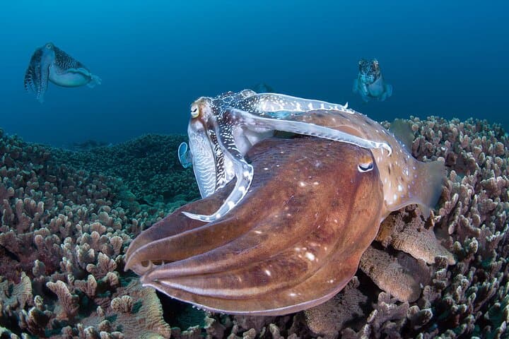 Scuba diving in Yakushima! (Guided Fun Diving for Licensed Guests) — photo 6