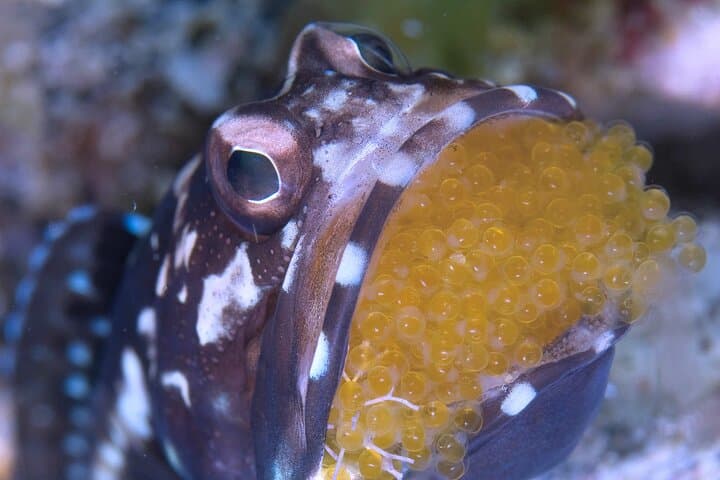 Scuba diving in Yakushima! (Guided Fun Diving for Licensed Guests) — photo 7