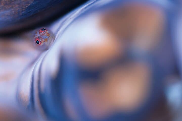 Scuba diving in Yakushima! (Guided Fun Diving for Licensed Guests) — photo 8
