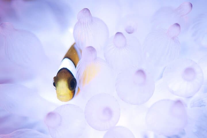 Scuba diving in Yakushima! (Guided Fun Diving for Licensed Guests) — photo 9
