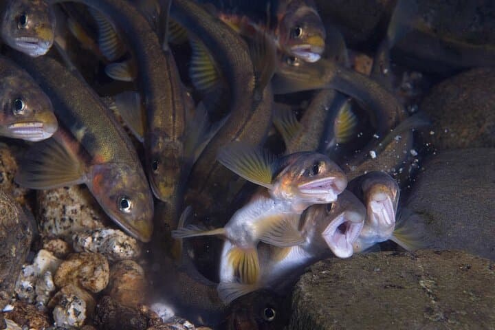 Scuba diving in Yakushima! (Guided Fun Diving for Licensed Guests) — photo 10
