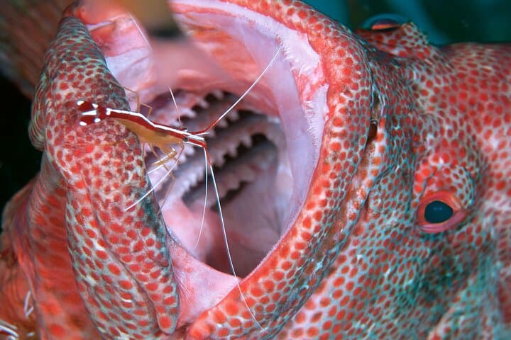 Scuba diving in Yakushima! (Guided Fun Diving for Licensed Guests) — photo 14
