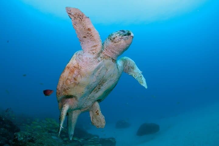 Scuba diving in Yakushima! (Guided Fun Diving for Licensed Guests) — photo 15
