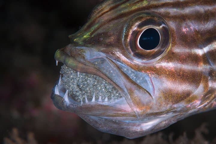 Scuba diving in Yakushima! (Guided Fun Diving for Licensed Guests) — photo 16