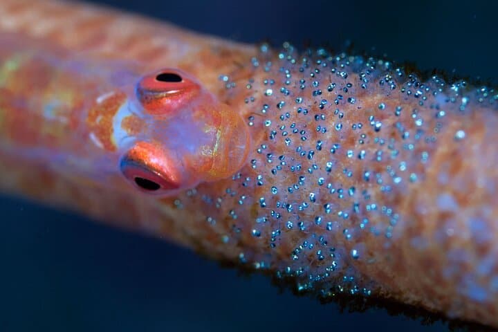 Scuba diving in Yakushima! (Guided Fun Diving for Licensed Guests) — photo 17