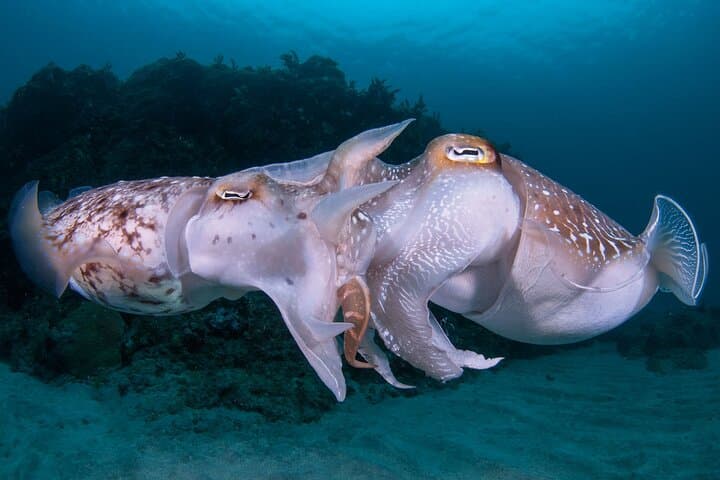 Scuba diving in Yakushima! (Guided Fun Diving for Licensed Guests) — photo 18