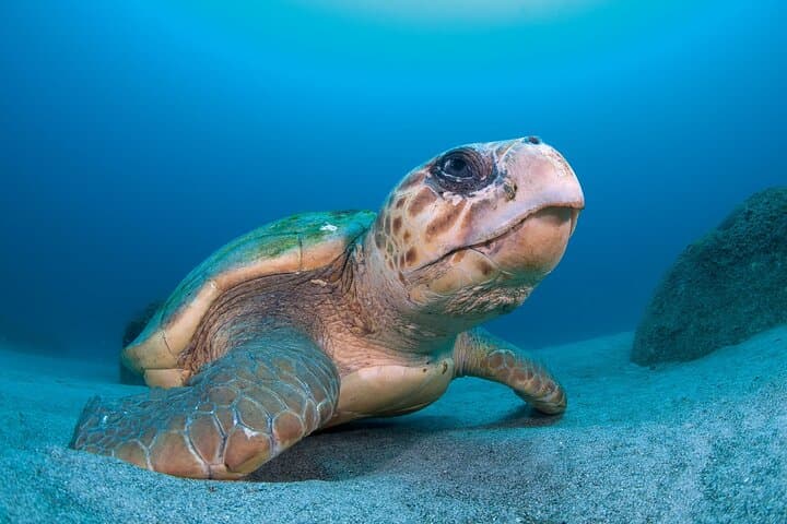 Scuba diving in Yakushima! (Guided Fun Diving for Licensed Guests) — photo 20
