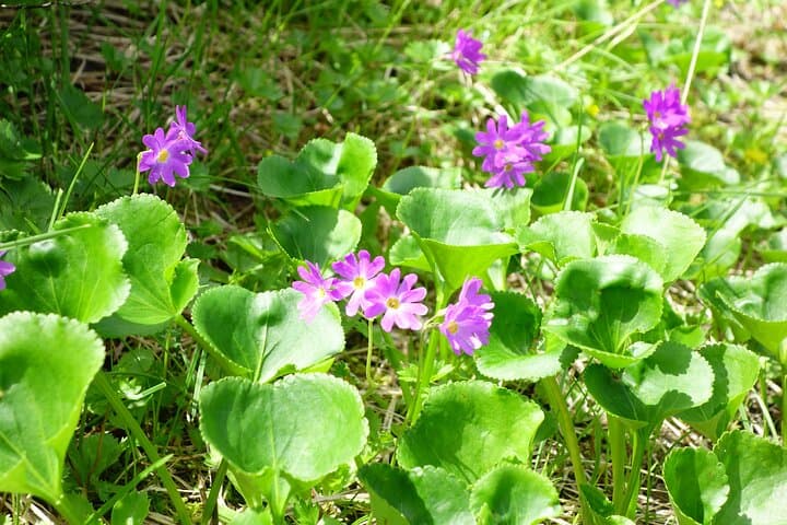 Full Day North Nagano Hiking Experience — photo 9