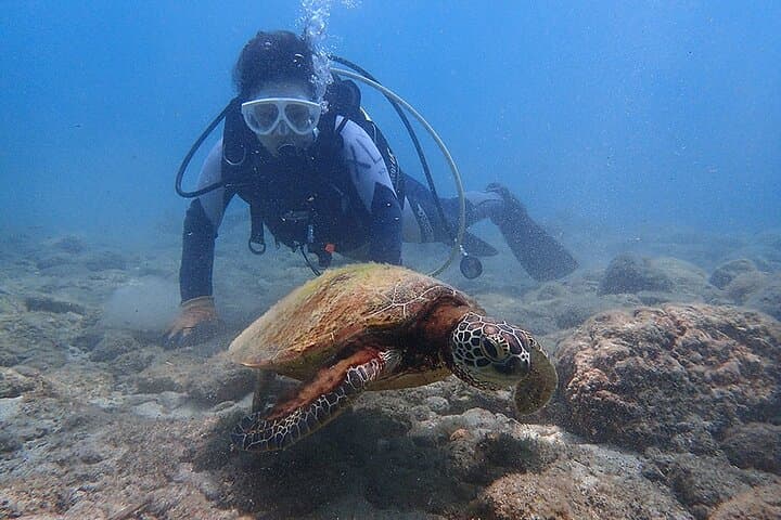 Discover Scuba Diving with Sea Turtle Course in Yakushima — photo 2