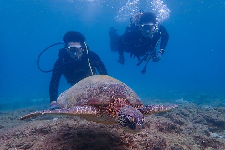 1 Dive Standard Course Scuba Diving in Yakushima — photo 5
