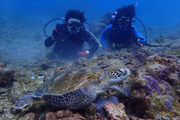 Discover Scuba Diving in Yakushima Standard Course 2 Dives — photo 3