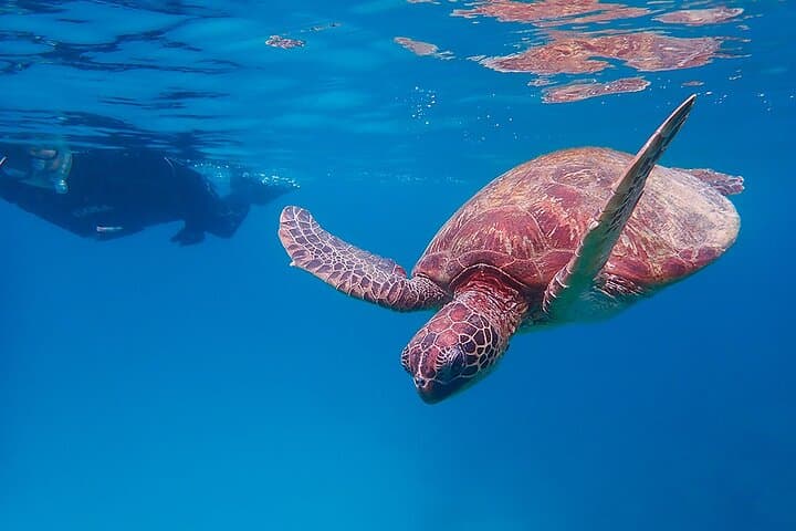 Snorkeling Tour to Swim with Sea Turtles at Yakushima Island — photo 2