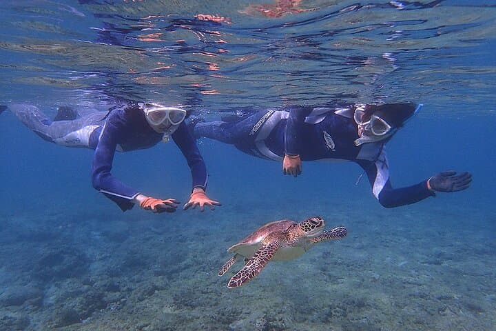 Snorkeling Tour to Swim with Sea Turtles at Yakushima Island — photo 9