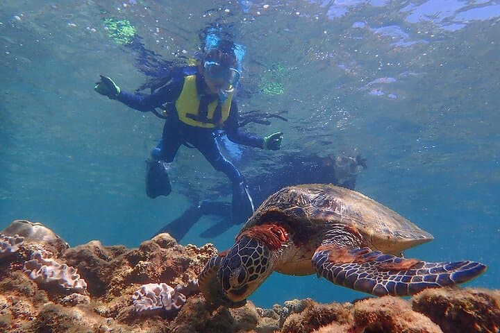 Snorkeling Tour to Swim with Sea Turtles at Yakushima Island — photo 4