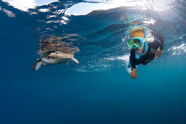 Snorkeling Tour to Swim with Sea Turtles at Yakushima Island — photo 11