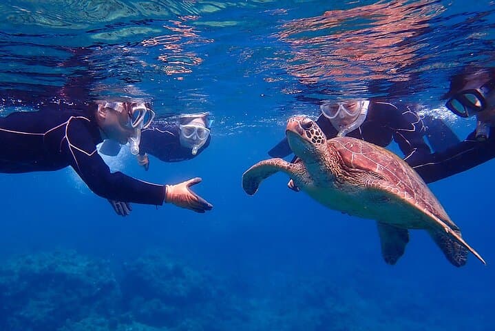 Snorkeling Tour to Swim with Sea Turtles at Yakushima Island — photo 10