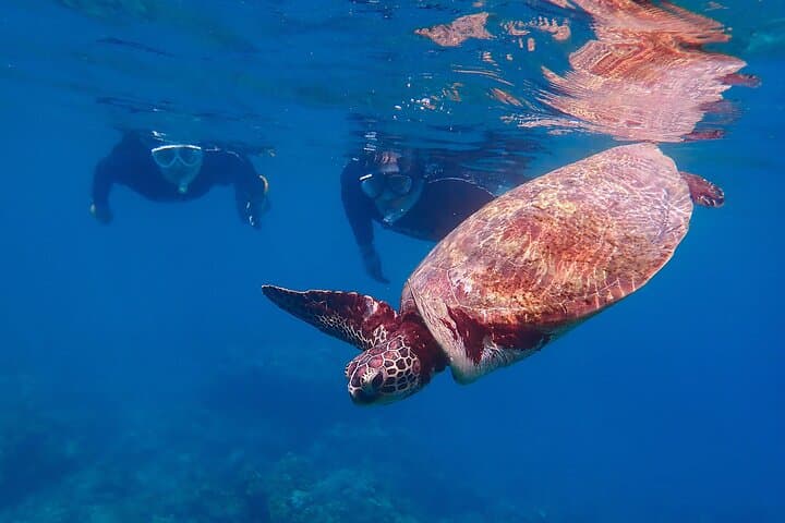 Snorkeling Tour to Swim with Sea Turtles at Yakushima Island — photo 5