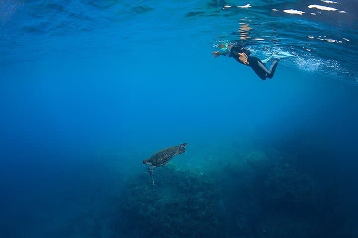 Snorkeling Tour to Swim with Sea Turtles at Yakushima Island — photo 13