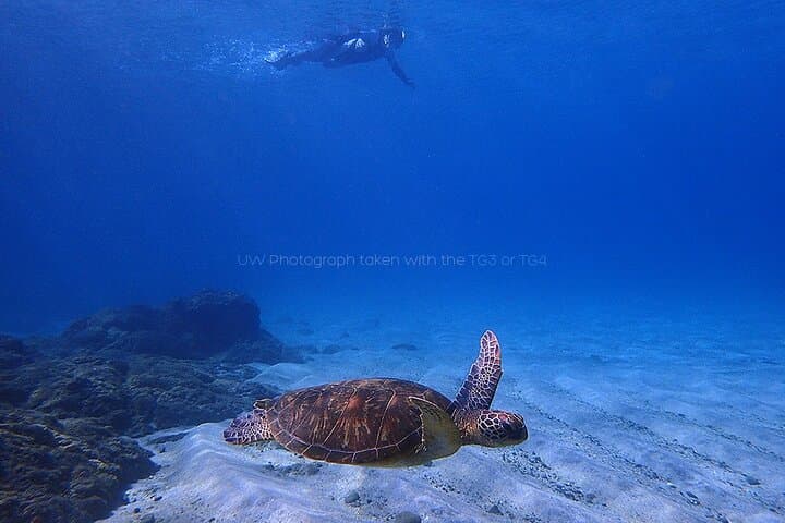 Snorkeling Tour to Swim with Sea Turtles at Yakushima Island — photo 12