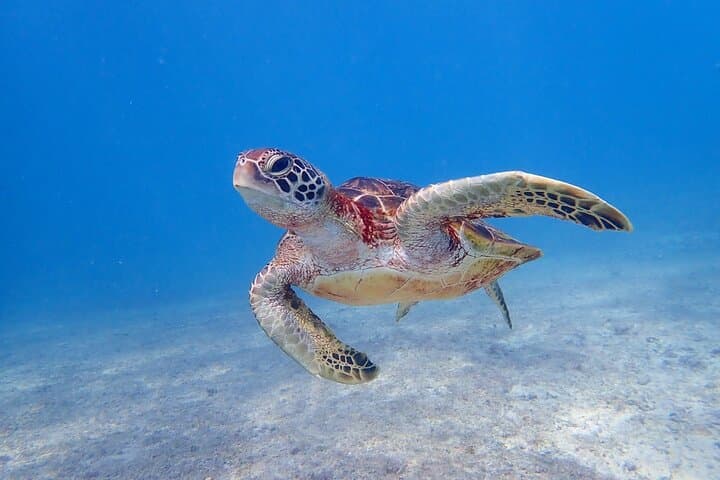 Okinawa Miyako 3set Beach SUP, Snorkeling,Pumpkin Cave,Canoeing — photo 11