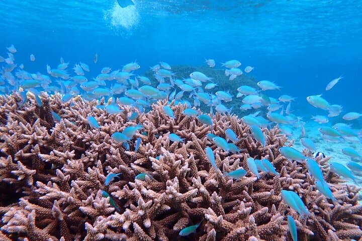 [Miyako Island/Half Day] Sea Turtle Snorkeling — photo 3