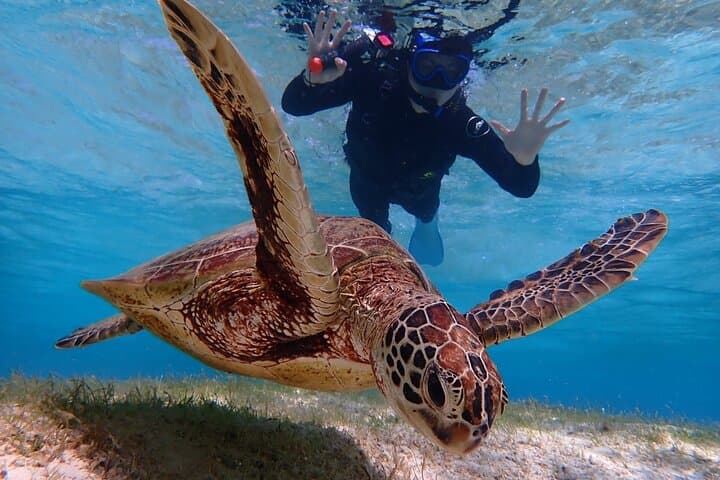 [Miyako Island/Half Day] Sea Turtle Snorkeling — photo 17