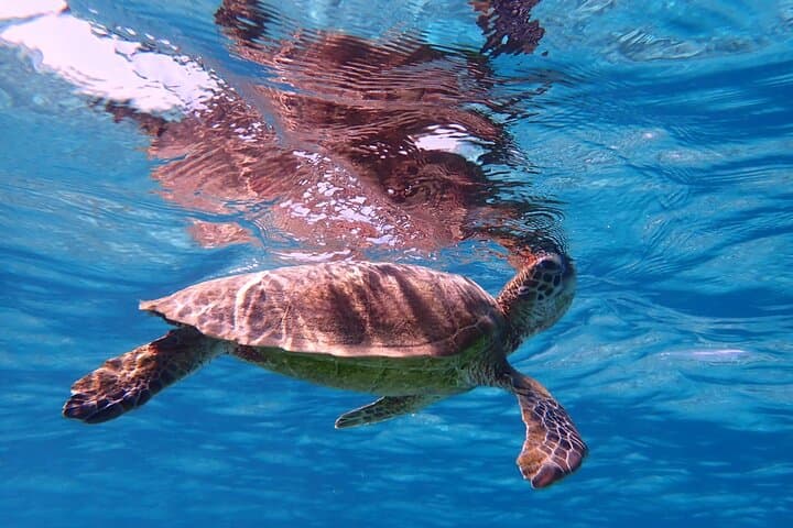 [Miyako Island/Half Day] Sea Turtle Snorkeling — photo 14