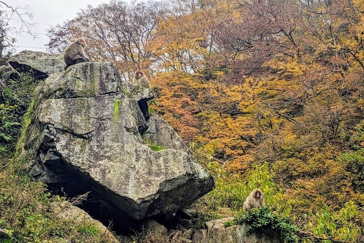 1-Day Snow Monkeys, Zenko-ji Temple & Sake in Nagano — photo 13