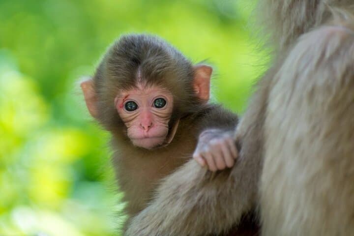 1-Day Snow Monkeys, Zenko-ji Temple & Sake in Nagano — photo 11