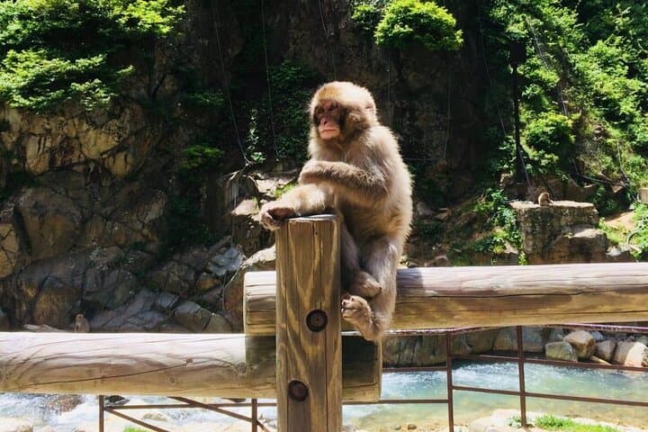 1-Day Snow Monkeys, Zenko-ji Temple & Sake in Nagano — photo 12