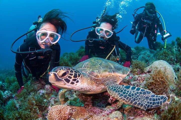 Discover Scuba Diving with Sea Turtle Course in Yakushima — photo 3